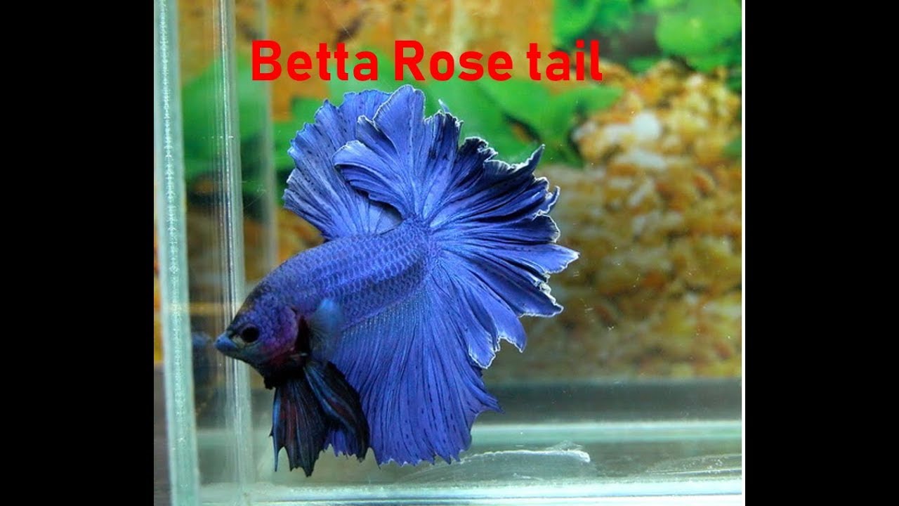 betta rosetail características youtube