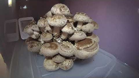 Shiitake mushrooms home grow timelapse