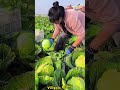 Hand-harvesting cabbages is the most traditional method.