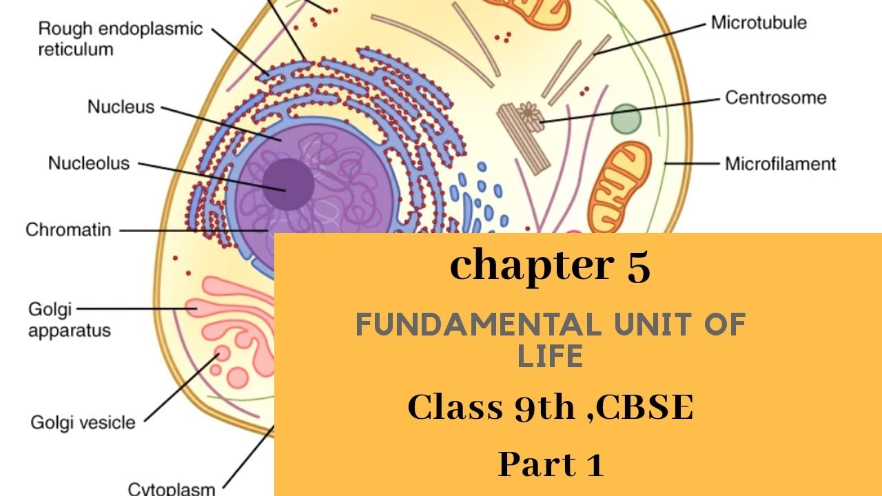 case study questions on fundamental unit of life class 9