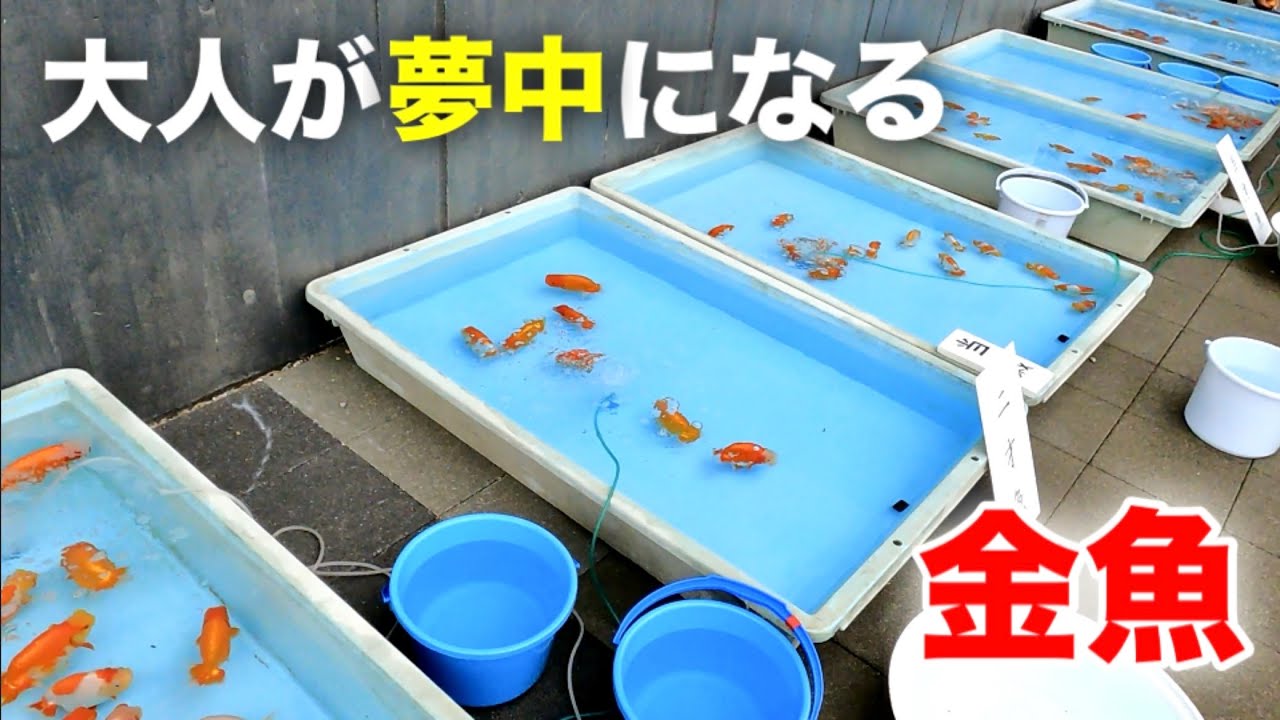 【らんちゅう】10周年を迎えた「知多昇らん会」多くの出品魚が集まり最高の盛り上がりを見せた品評会をお届けします‼︎