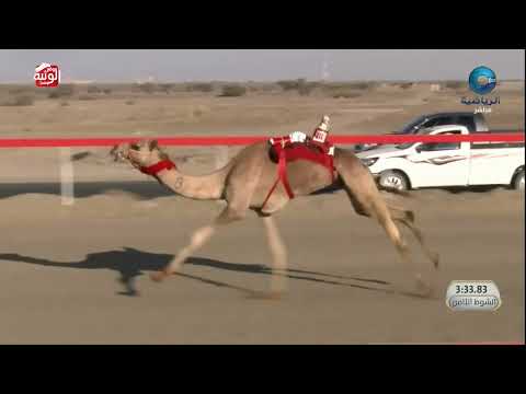 الشوط 8 شاهين ل ناصر عبدالله شامس المحاربي 8 06 42 سباق الاتحاد العماني 2025 1 27 لقايا صحار