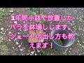 1年間6号鉢で放置したバラを鉢増しする&シュートの出し方も教えます！