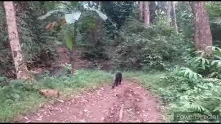 MACAN KUMBANG TURUN GUNUNG - TAHURA CARITA BANTEN