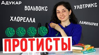 Протисты | Биология ЦТ, ЕГЭ