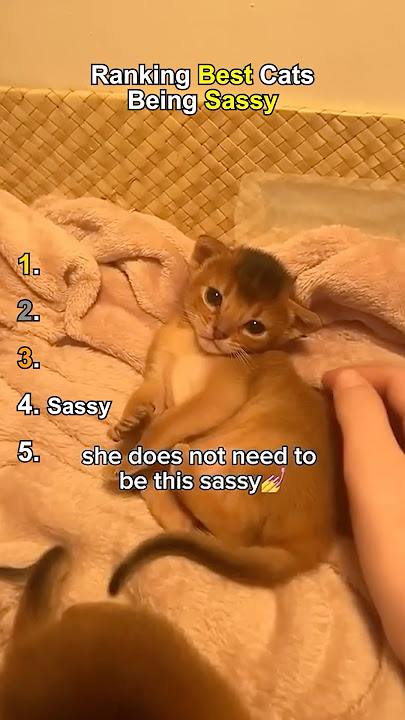 Ranking Best Cats Being Sassy 💅