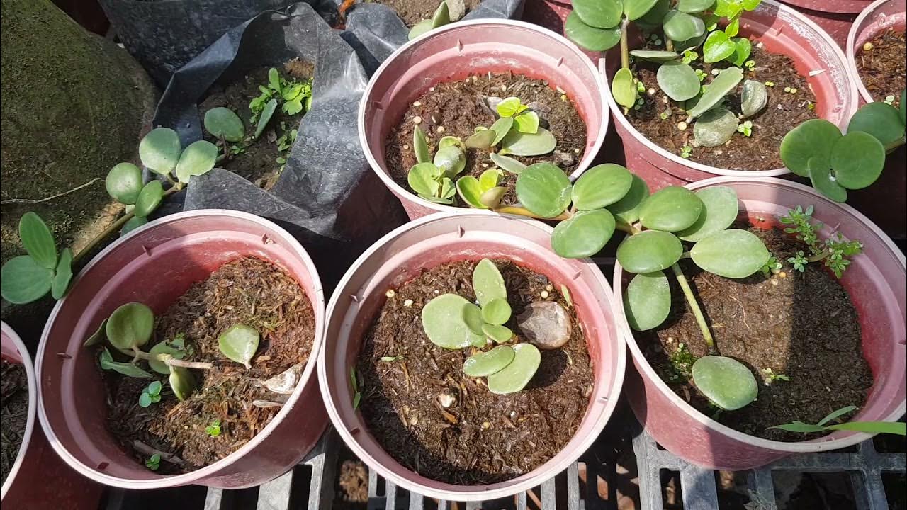 rare plants in calamba YouTube