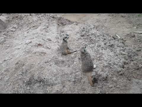 Meerkats At Blackpool Zoo August 2020
