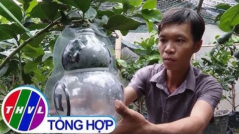 THVL | Thanh niên vùng cao trồng bưởi hồ lô phục vụ Tết