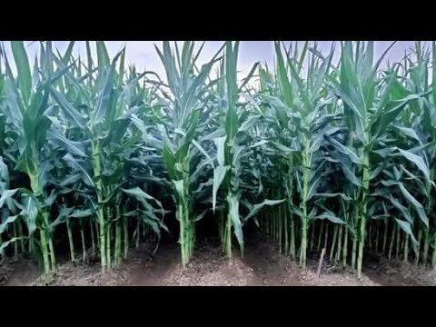Video: Apa jenis daerah yang akan menjadi ladang jagung?