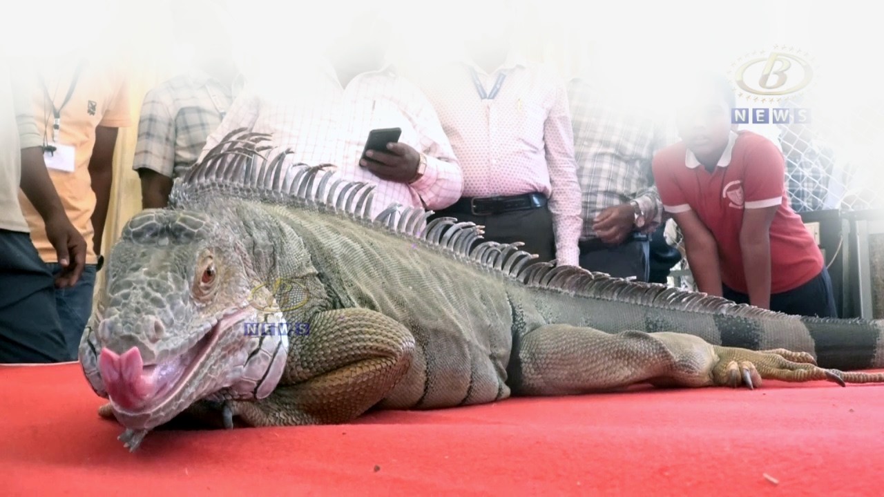 भारतातील सर्वात मोठा अमेरिकन सरडा ठरतोय भिमा कृषी प्रदर्शनाचं खास आकर्षण
