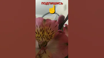☝️Что символизирует,, Альстромерия,,на языке цветов?🧐  Выбирайте правильно букет!💐