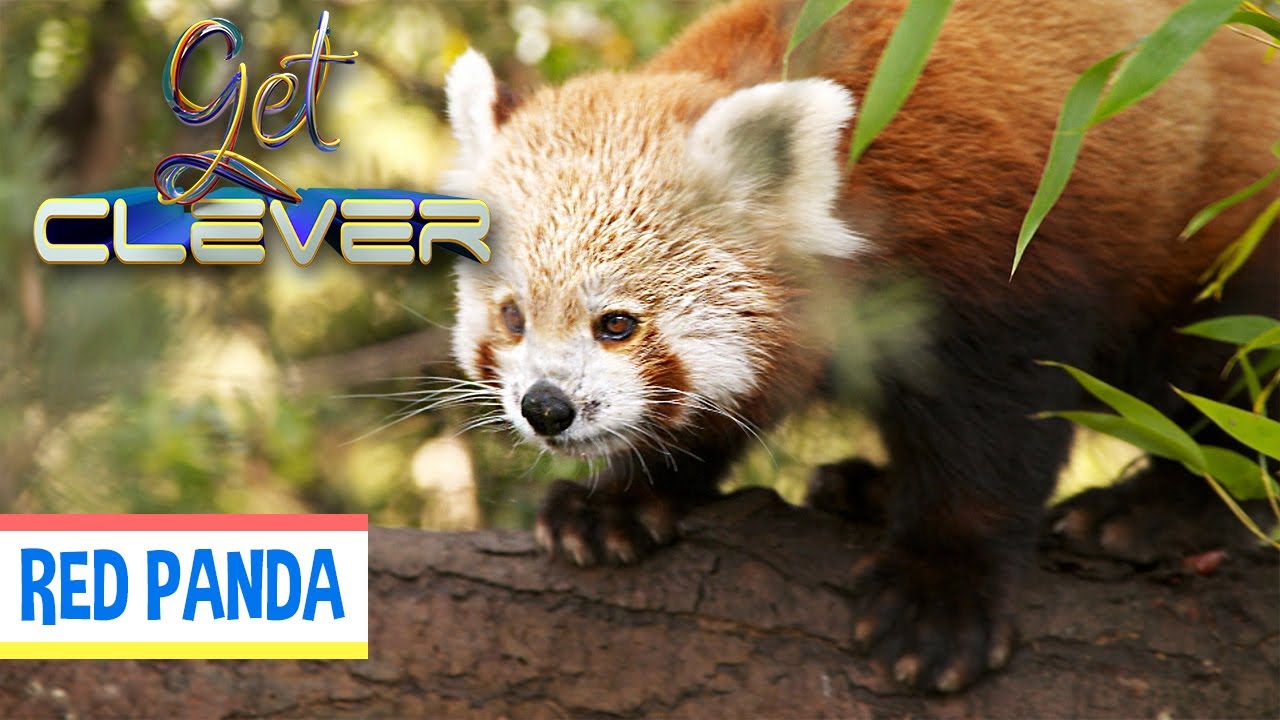 What Is A Red Panda? | GET CLEVER | EP59