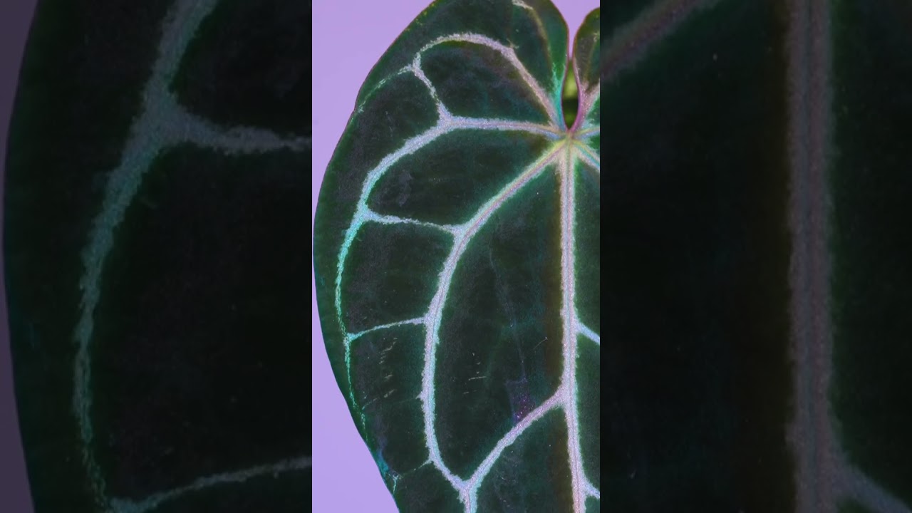 Anthurium crystallinum x warocqueanum - YouTube