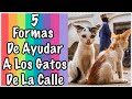 Cómo Ayudar a Los Gatos Callejeros - SiamCatChannel