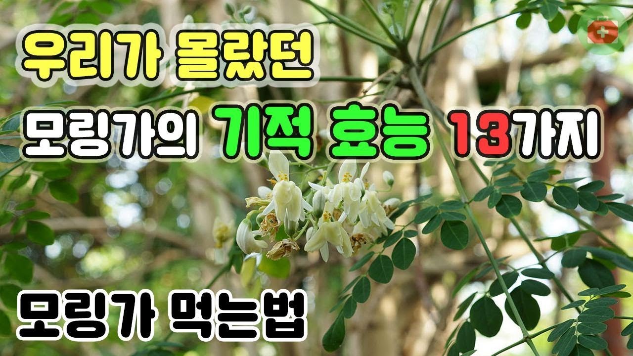 [#모링가효과] 우리가 몰랐던 모링가의 기적 효능 13가지!! | SHARE 건강정보