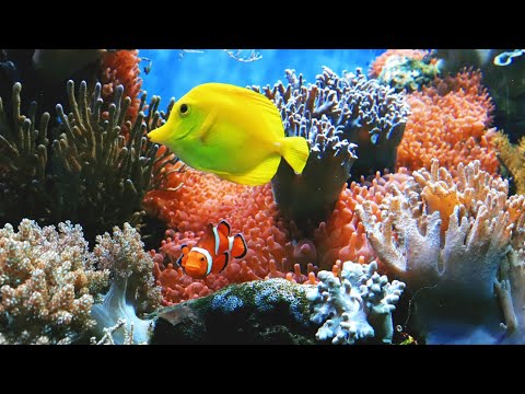 SEA Aquarium Singapore