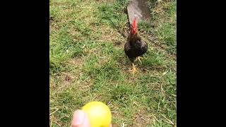 Teamwork. #tbt #Gamefowl #KTGGamefarm #duck 😆