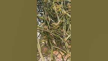 Công dụng chữa bệnh của cây Dây Rắn không nên bỏ qua #baithuochay #songkhoe #thuốcnam