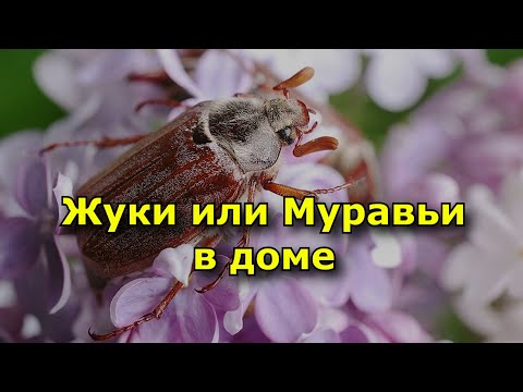 Жуки или Муравьи в доме. Приметы и суеверия.