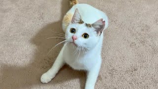 ついに動体視力まで覚醒してしまった保護子猫