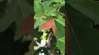 Moth lays her eggs!
