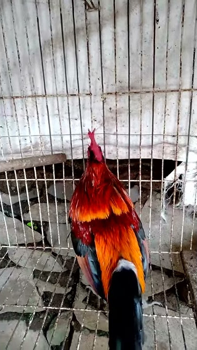 Ahmj gacor siap belajar umbar
