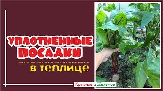 Двойной УРОЖАЙ в теплице. Реально даже в Сибири!