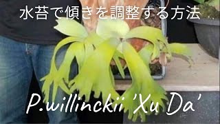 ビカクシダ P.willinckii 'XuDa' P. willinckii cv. “Jihei endonka” 自閉円頓裹 （P. willinckii