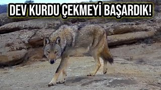 DEV KURDU GÖRÜNTÜLEDİK! DAĞDAKİ YALNIZ KURT! 🐺