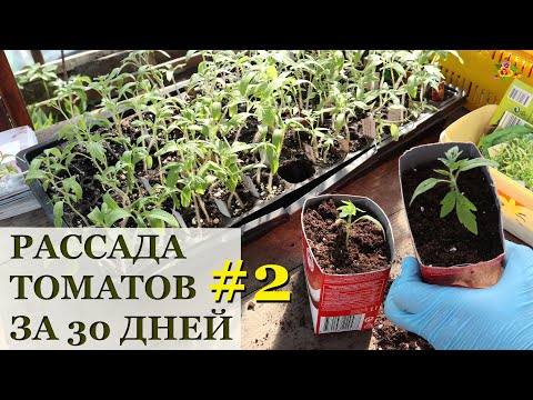 Рассада томатов за