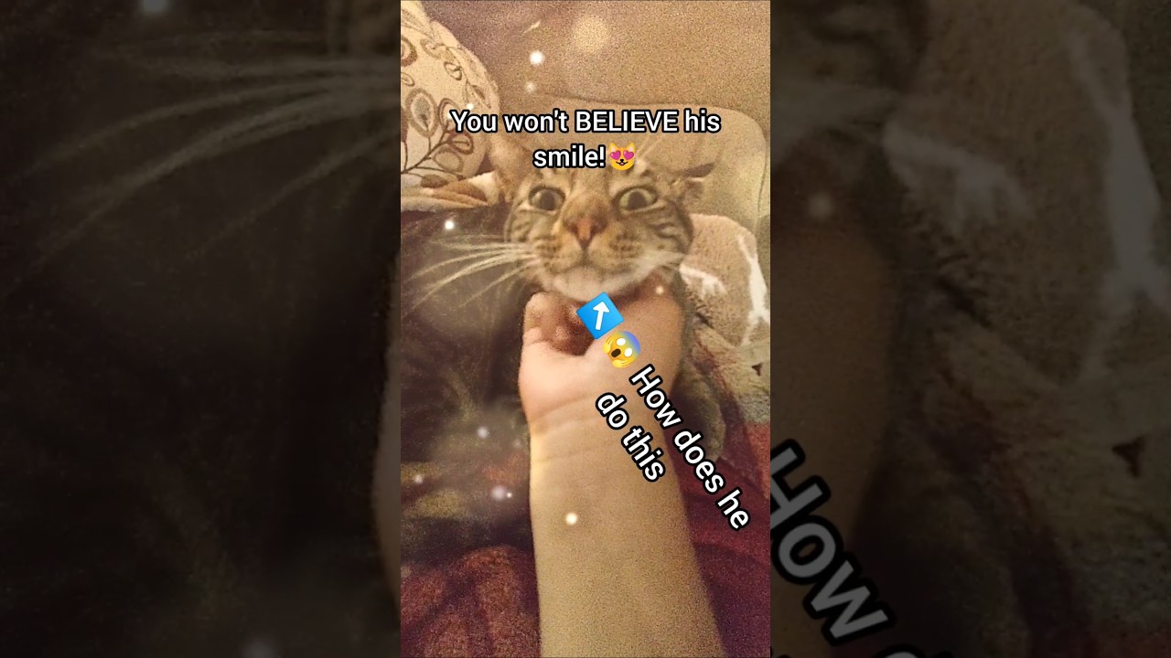 My Cat Burrito can Smile! 🥰😱