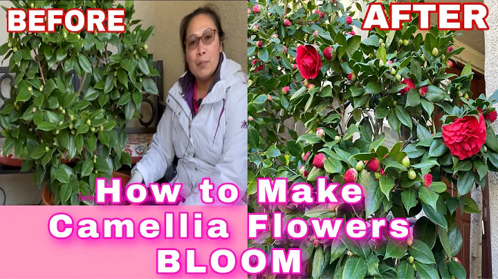 How to Make Camellia Flowers Bloom - DayDayNews
