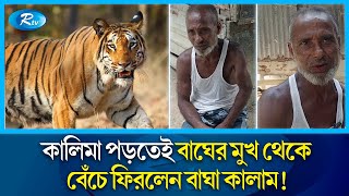 সুন্দরবনে বাঘের আক্রমণ, নিশ্চিত মৃত্যু জেনেই পড়লেন কালিমা | Sundarbans | Tiger | Rtv News