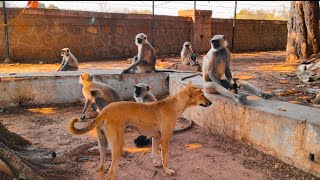 monkey new video  jay shree ram new trending videos jay hanuman monkey video 🚩🚩🚩🚩🚩🐒🐒🐒🐒🐒🙏🙏