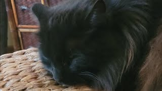 Gladys R., the Cat, sleeps on the barstool