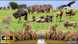 4K แอฟริกาสัตว์ป่า: อุทยานแห่งชาติอเบอร์เดอร์เคนยา - ภาพยนตร์สัตว์ป่าที่สวยงามพร้อมเสียงจริง