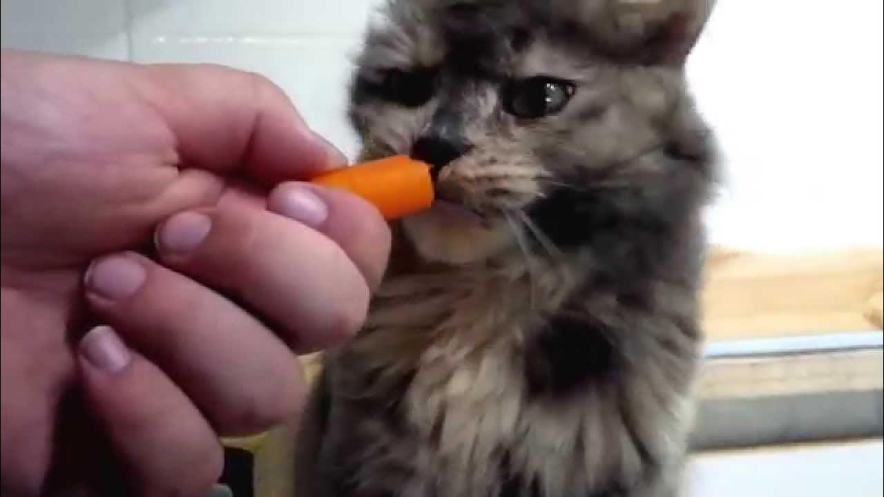 Some cats get high on catnip, mine gets high on carrots YouTube