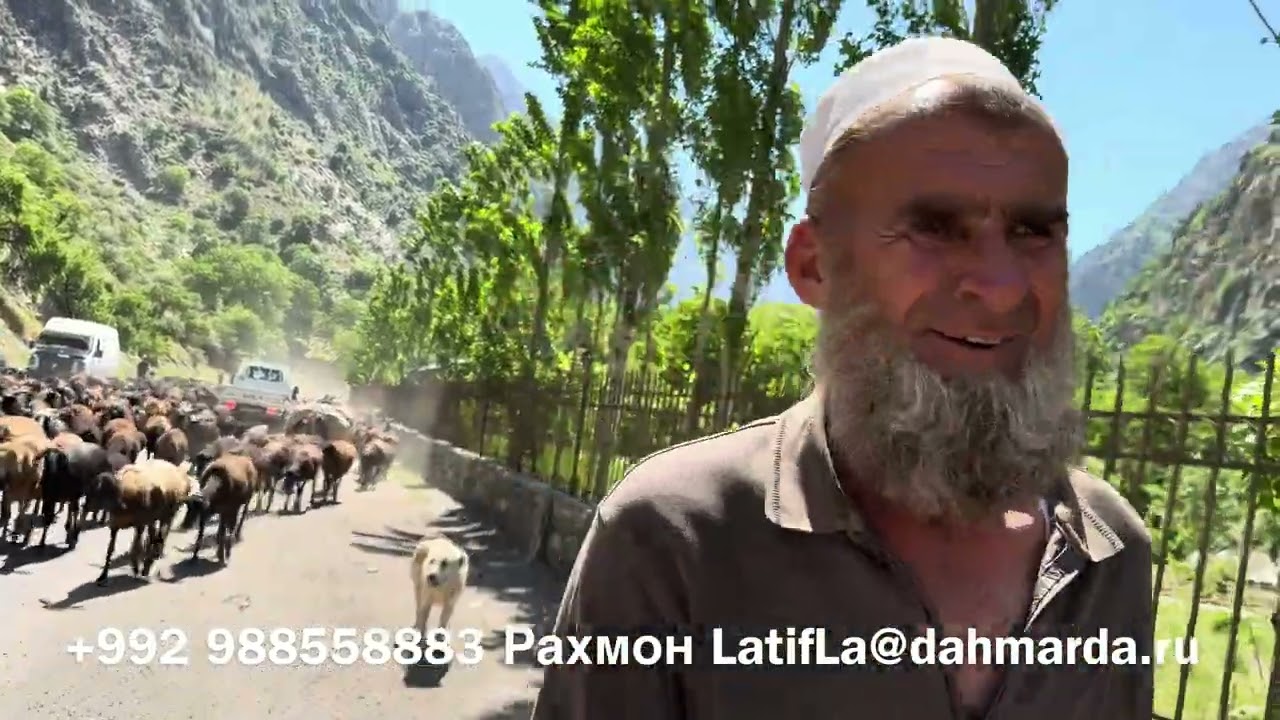 Гиссарские овцы Ходжимирзокарима на перегоне