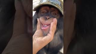 laughing monkey 😃 #shorts #animals #wildlife #monkey #monkeys #laughing #smile #funny #funnyvideo Resimi