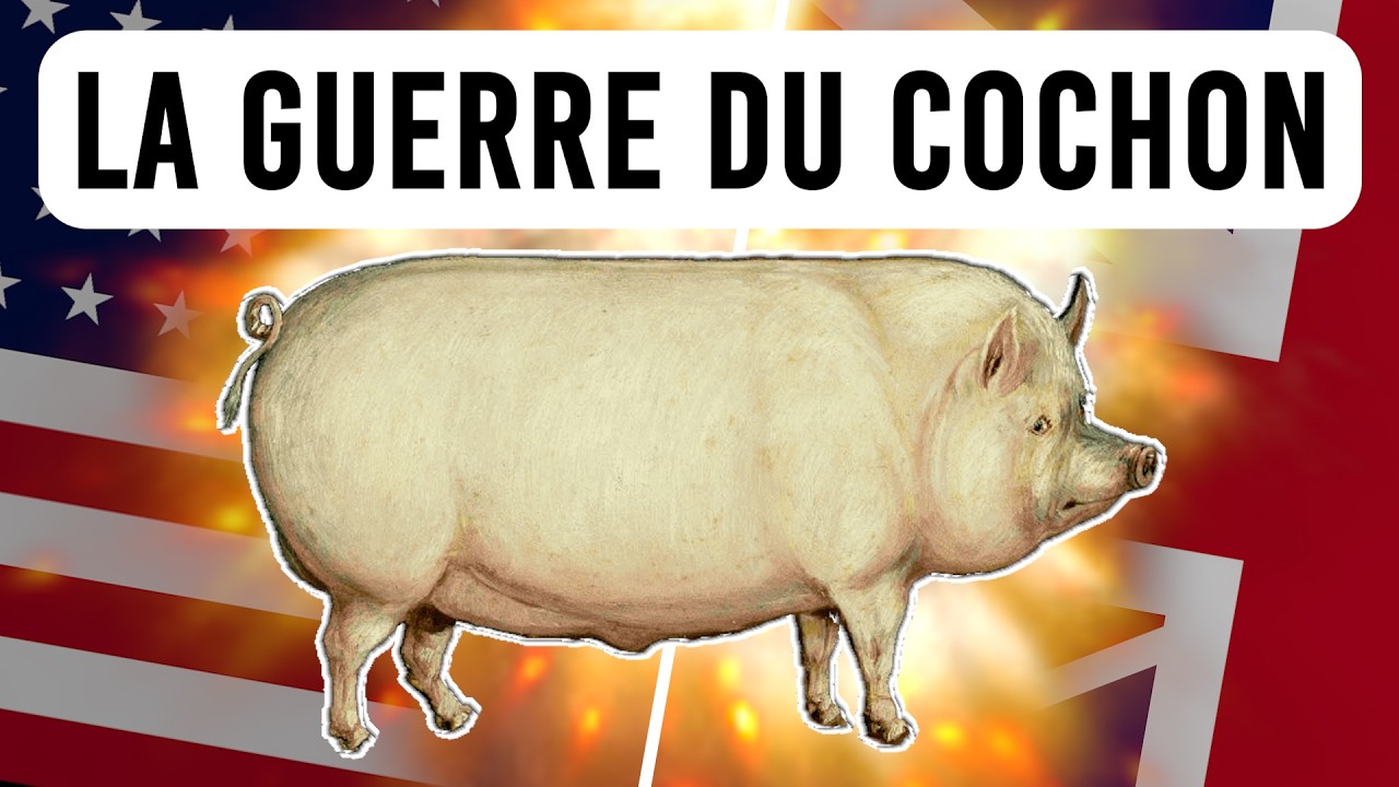 Comment un cochon a t-il déclenché une guerre ?