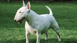 American Bully vs Border Collie: Which is the Right Breed for You? by The Last American Bully 232 views 4 weeks ago 4 minutes, 43 seconds