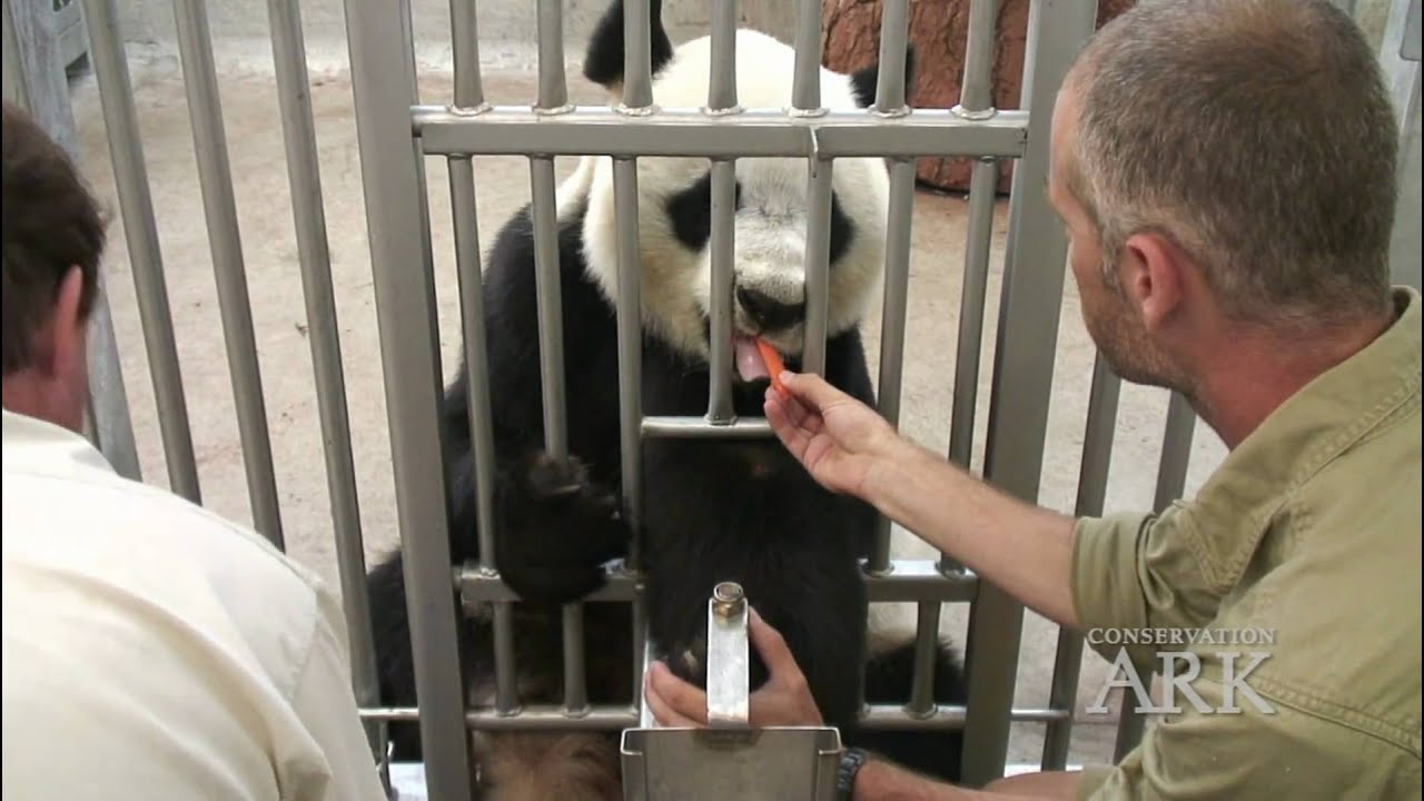 ZIMS Zoological Information Management System YouTube