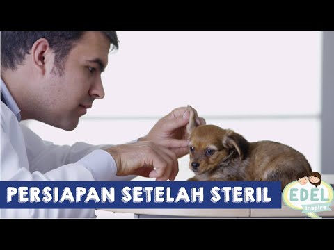 Video: Obat Anti-Muntah untuk Anjing