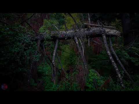 Eerie Forest - unsettling soundscapes from weird natural places