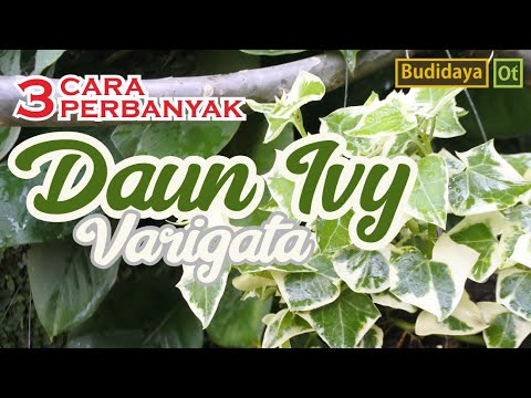 3 Cara Perbanyak Daun Ivy Varigata (Hedera helix)