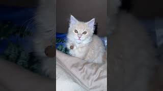 ❤️😍🐈😍❤️ArYa ki 🐈 TinTin 😍❤️😍
