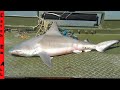 BULL SHARK Caught in FRESHWATER RIVER!