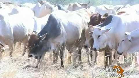 Pastoralists Embrace Trade