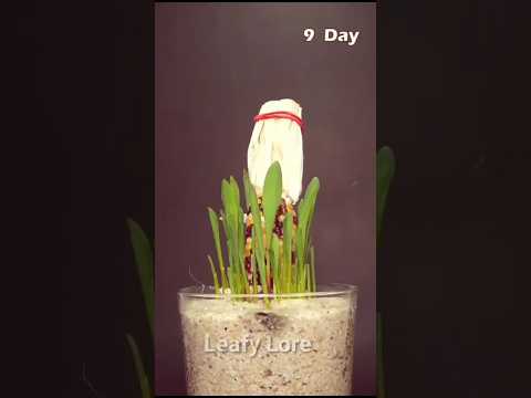 Corn🌽 growing time
